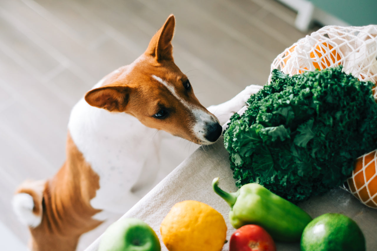 Top 8 Fruits and Veggies Your Dog Should Never Eat