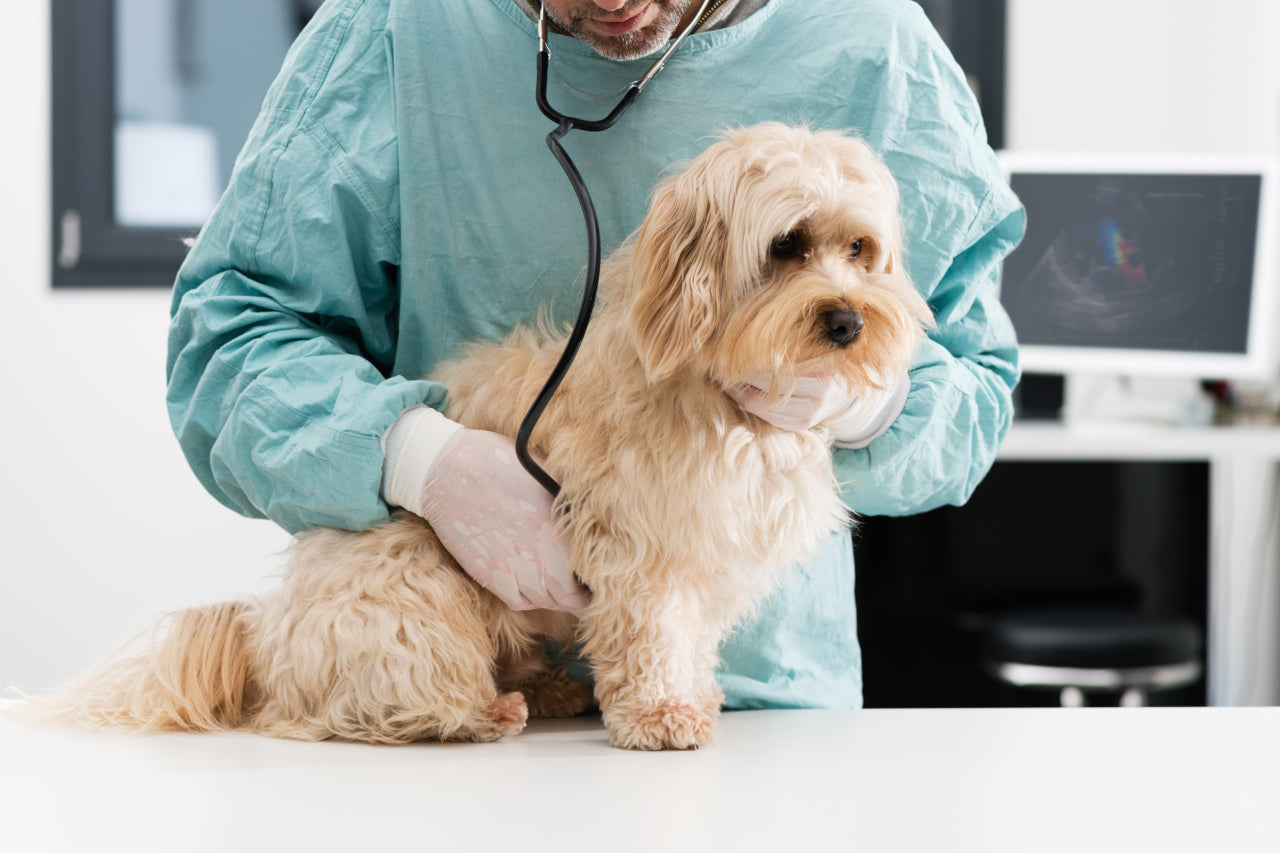 Understanding Dilated Cardiomyopathy in Dogs