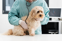 Understanding Dilated Cardiomyopathy in Dogs