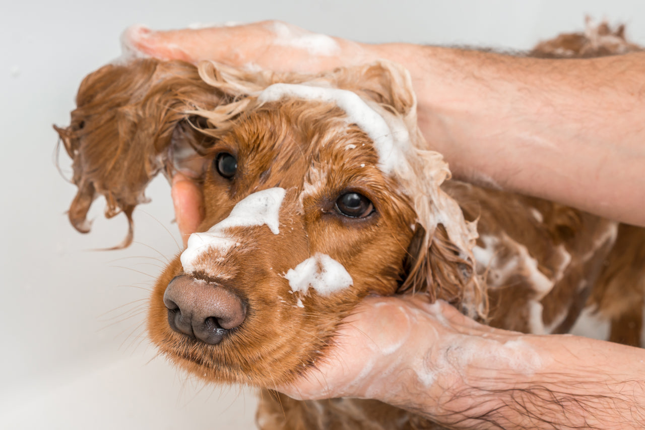 Home Remedies for Dogs with Itchy Skin