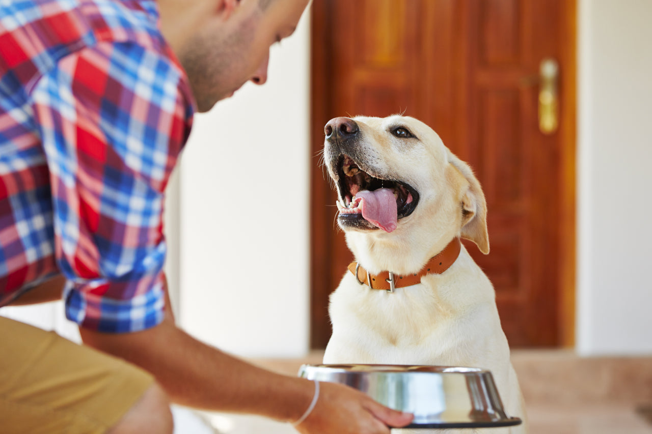 Meat-Based Diets for Dogs: The Good & The Bad