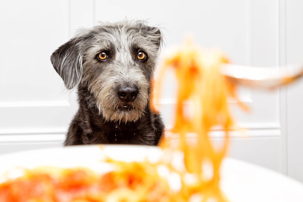 10 Foods Your Dog Should Never Eat