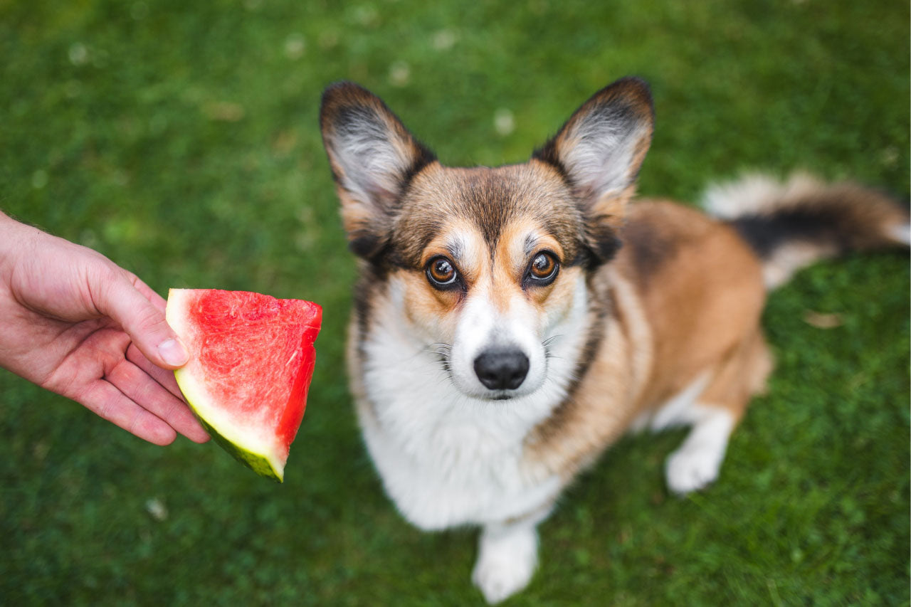 Top BBQ Snacks You Can Share with Your Dog