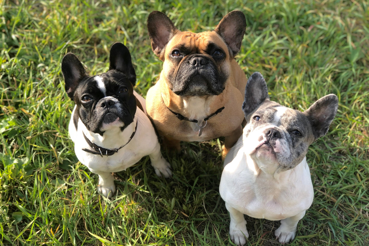 A Complete Guide to French Bulldog Skin Issues (and Fixes!)