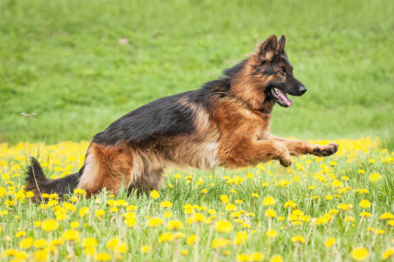 A Complete Guide to German Shepherd Skin Issues (and Fixes!)