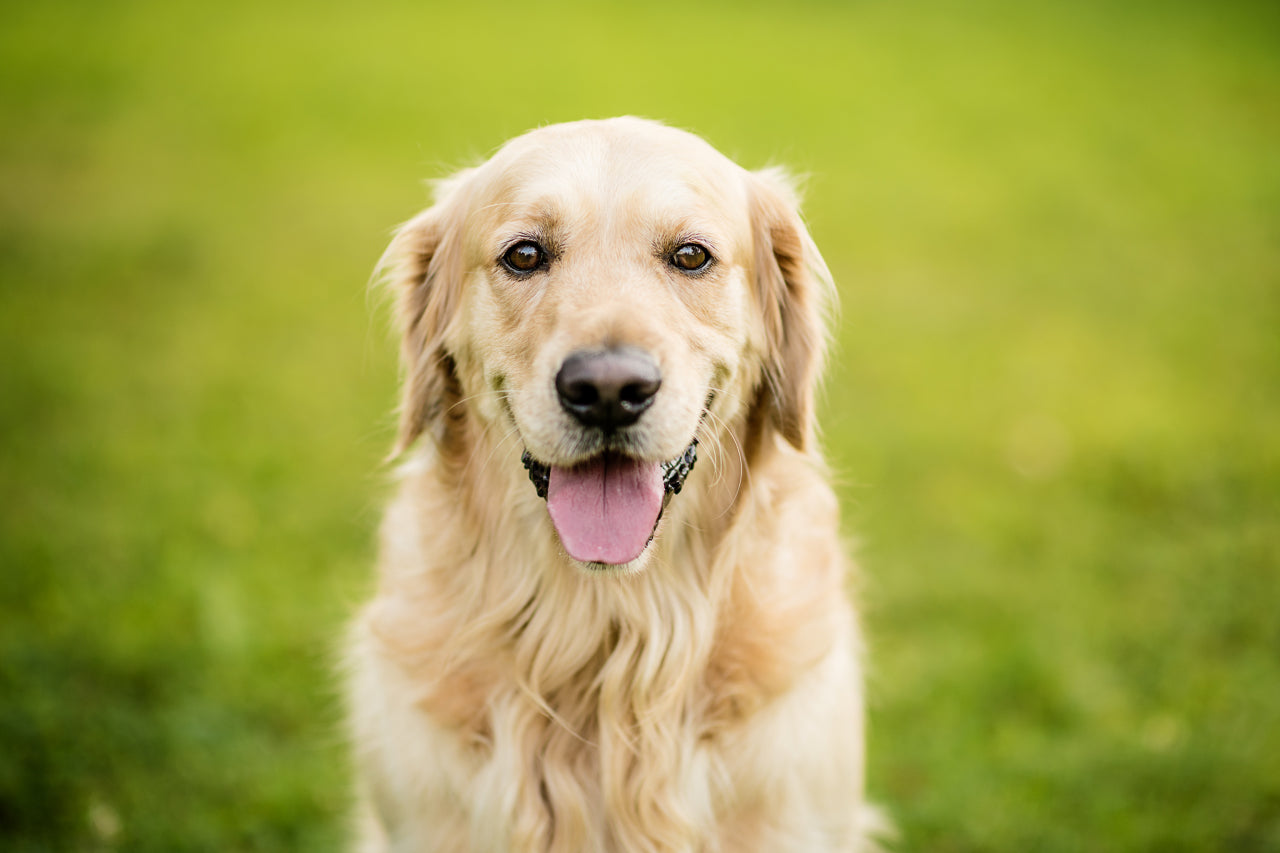 A Complete Guide to Golden Retriever Skin Issues (and Fixes!)