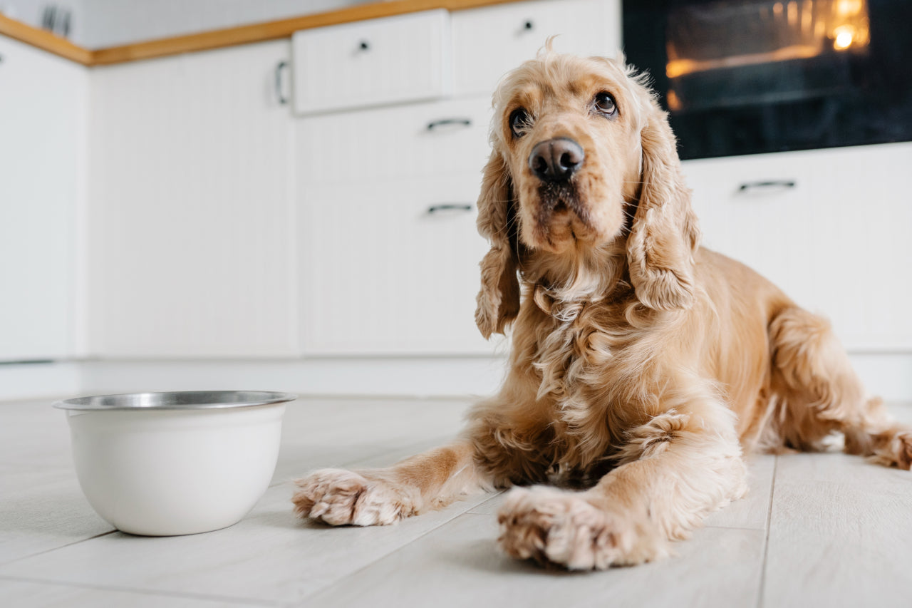 Are Raw Diets Healthy for Dogs?