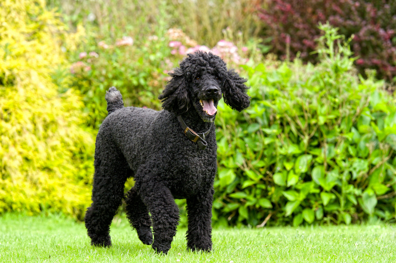 A Complete Guide to Standard Poodle Skin Issues (and Fixes!)