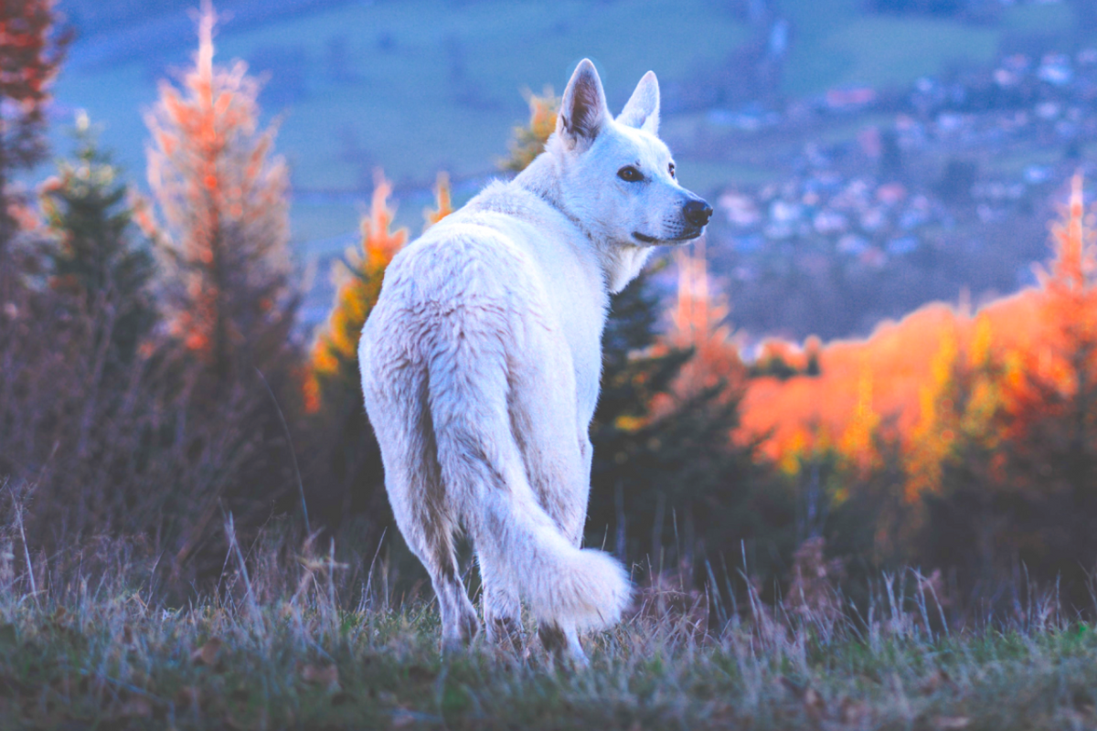 National Wolf Awareness Week