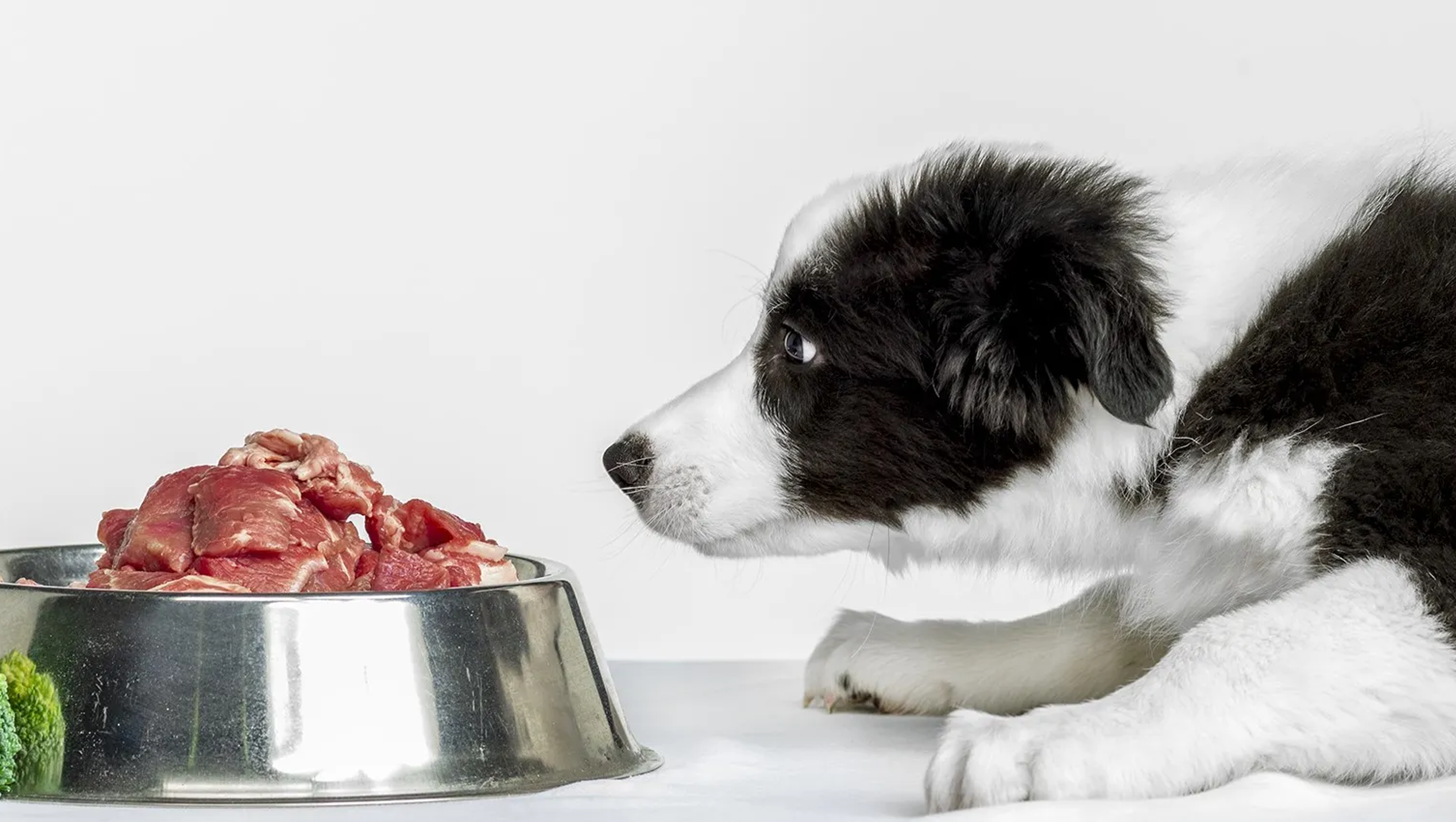 Ask the Vegan Vet: Does My Dog Need to Eat Meat?