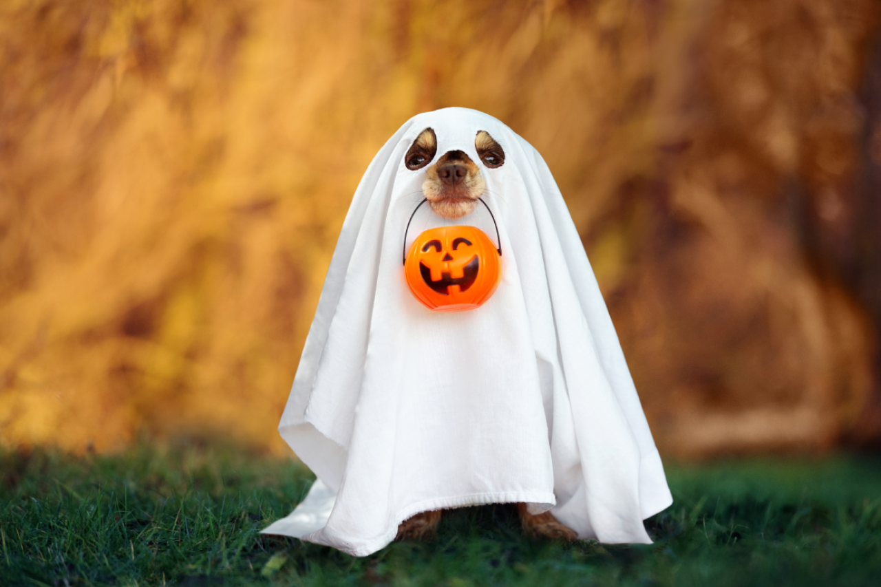 Best Dog Halloween Costume Ideas For 2022