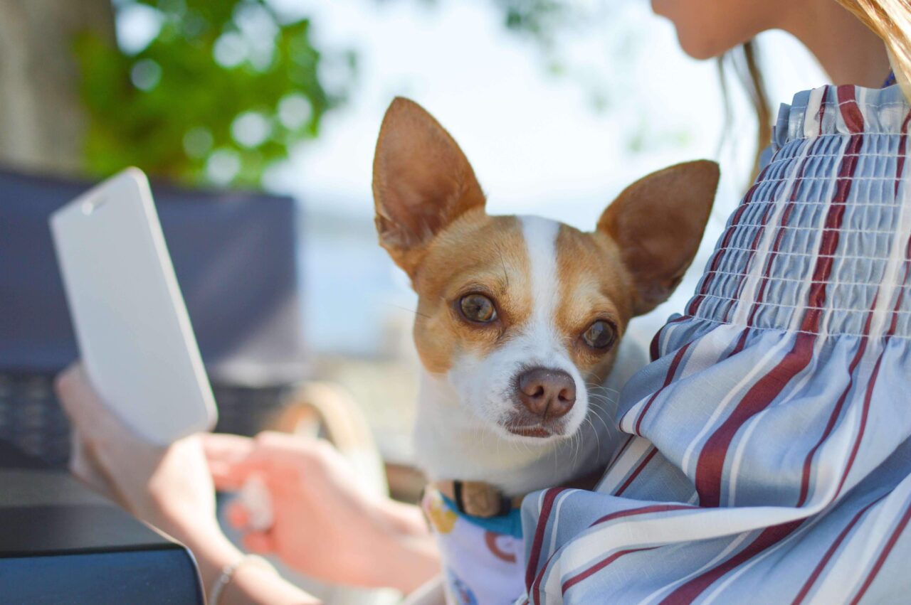 Can Dogs Carry Coronavirus on their Fur?
