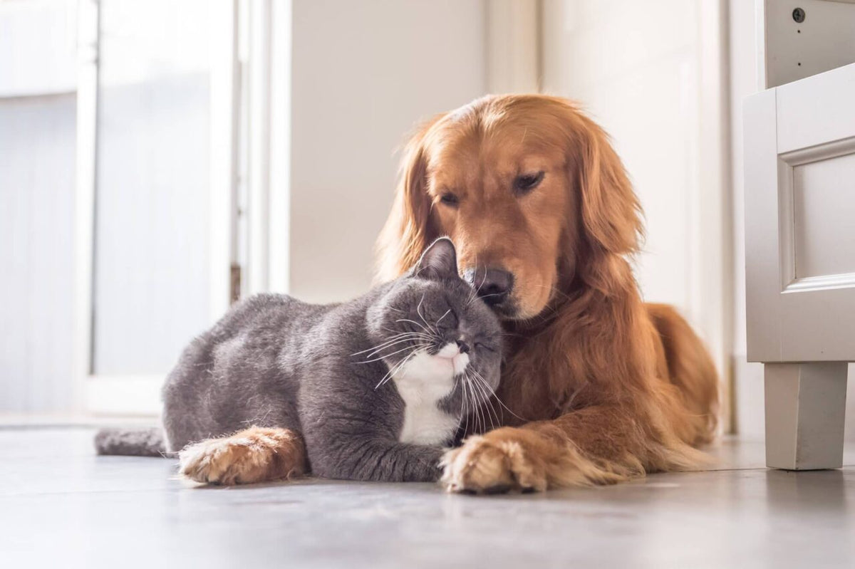 Can Dogs Eat Cat Food?