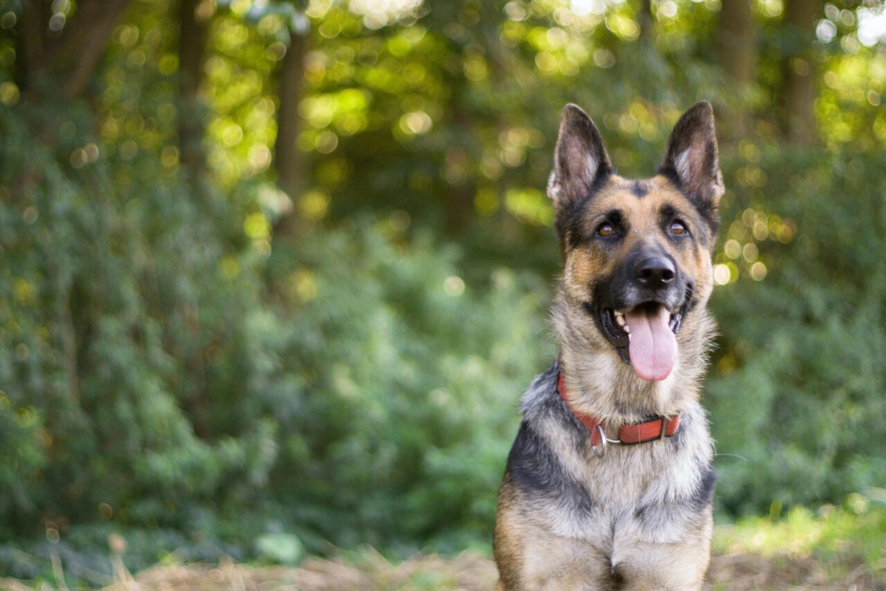 Causes and Treatments for German Shepherd Skin Problems