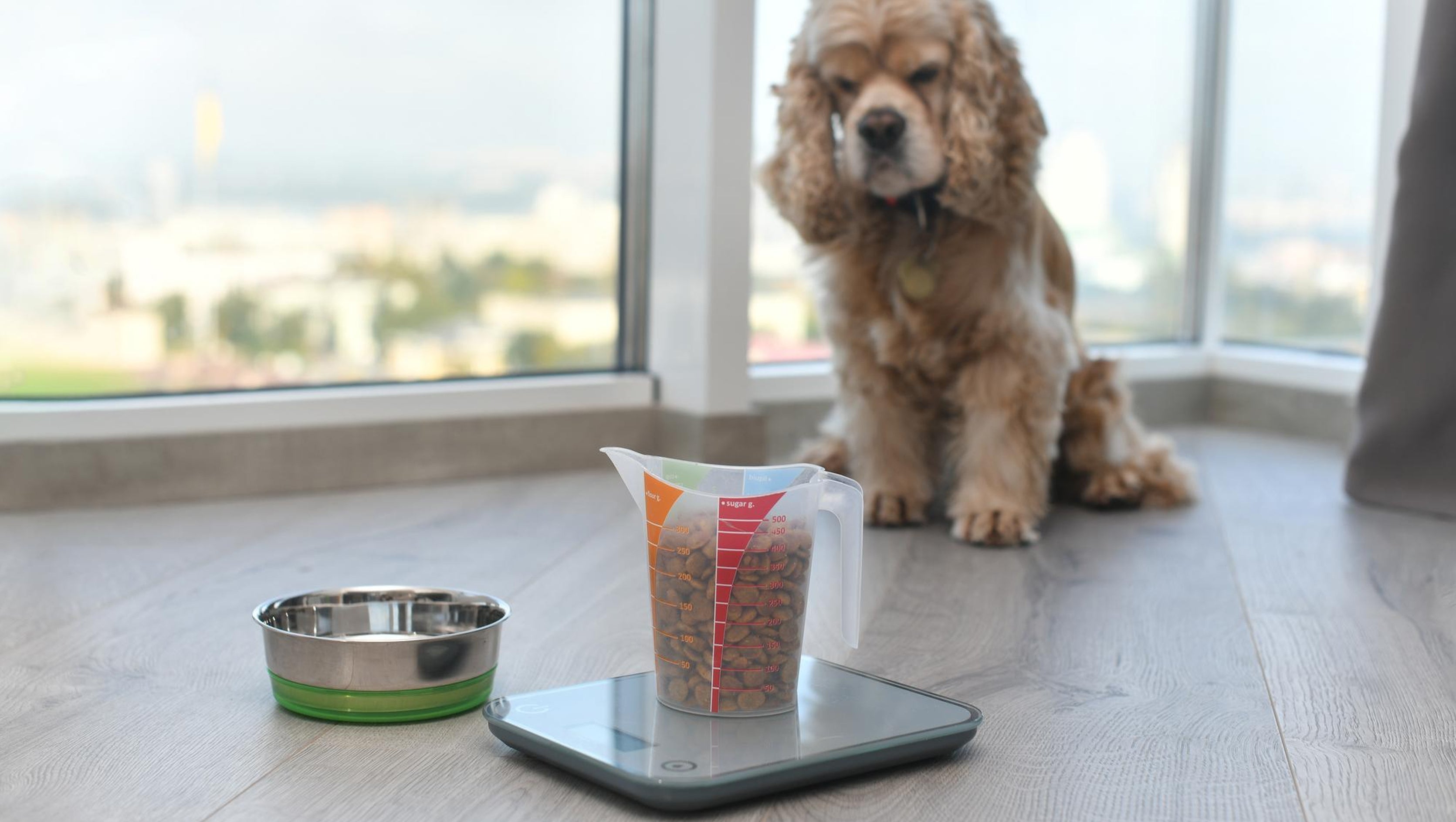 Wet Food Feeding Calculator: Determine the Right Amount for Your Dog