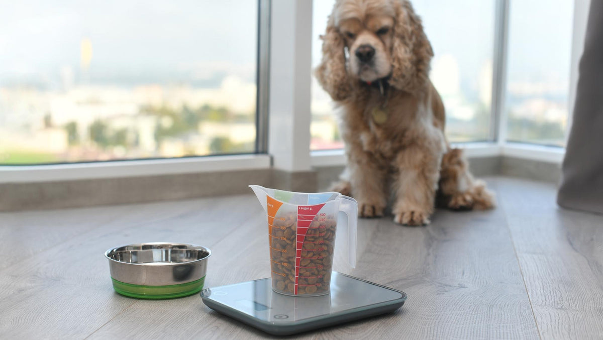 Wet Food Feeding Calculator: Determine the Right Amount for Your Dog