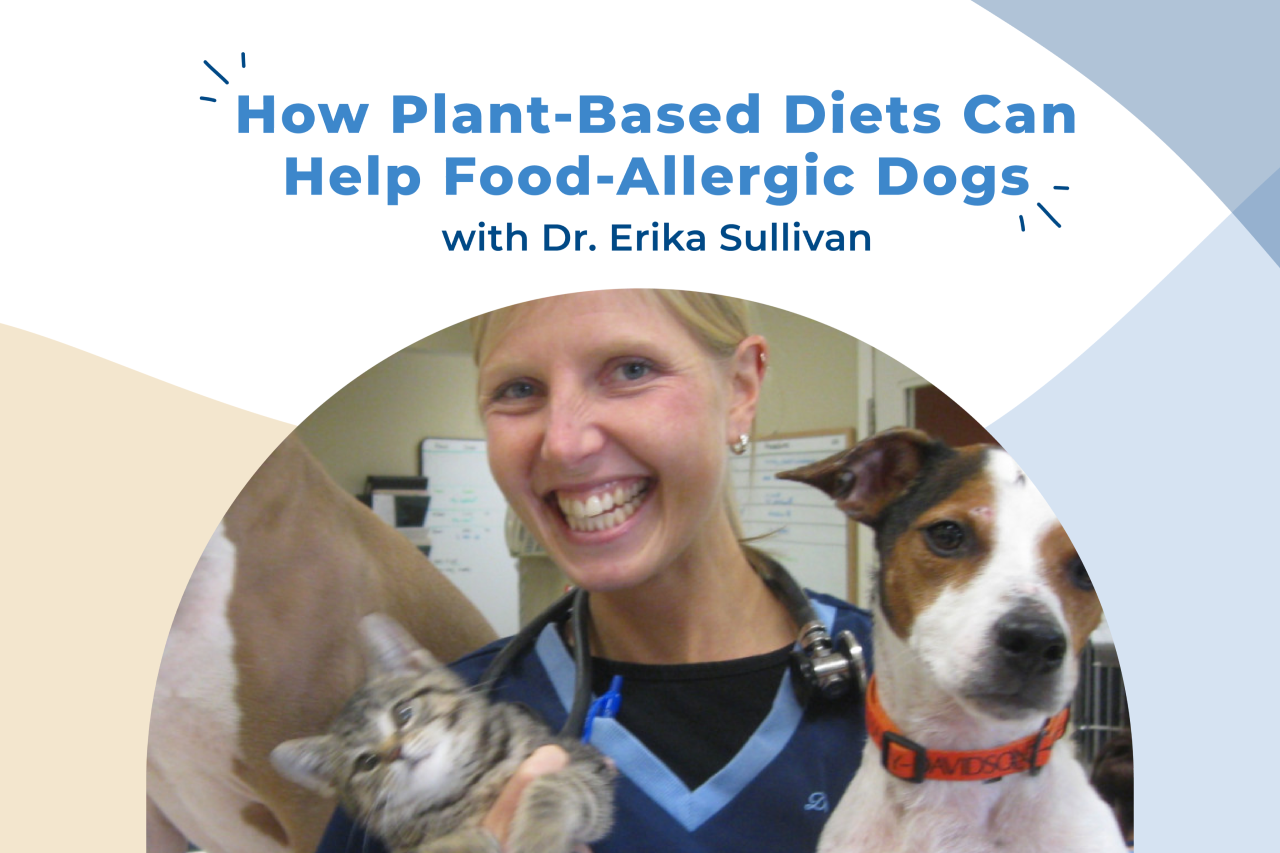 How Plant-Based Diets Can Help Food-Allergic Dogs [Video]