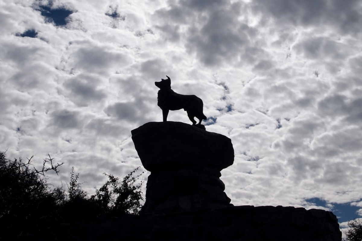 Bramble The Vegan Border Collie Who Lived To The Age of 175