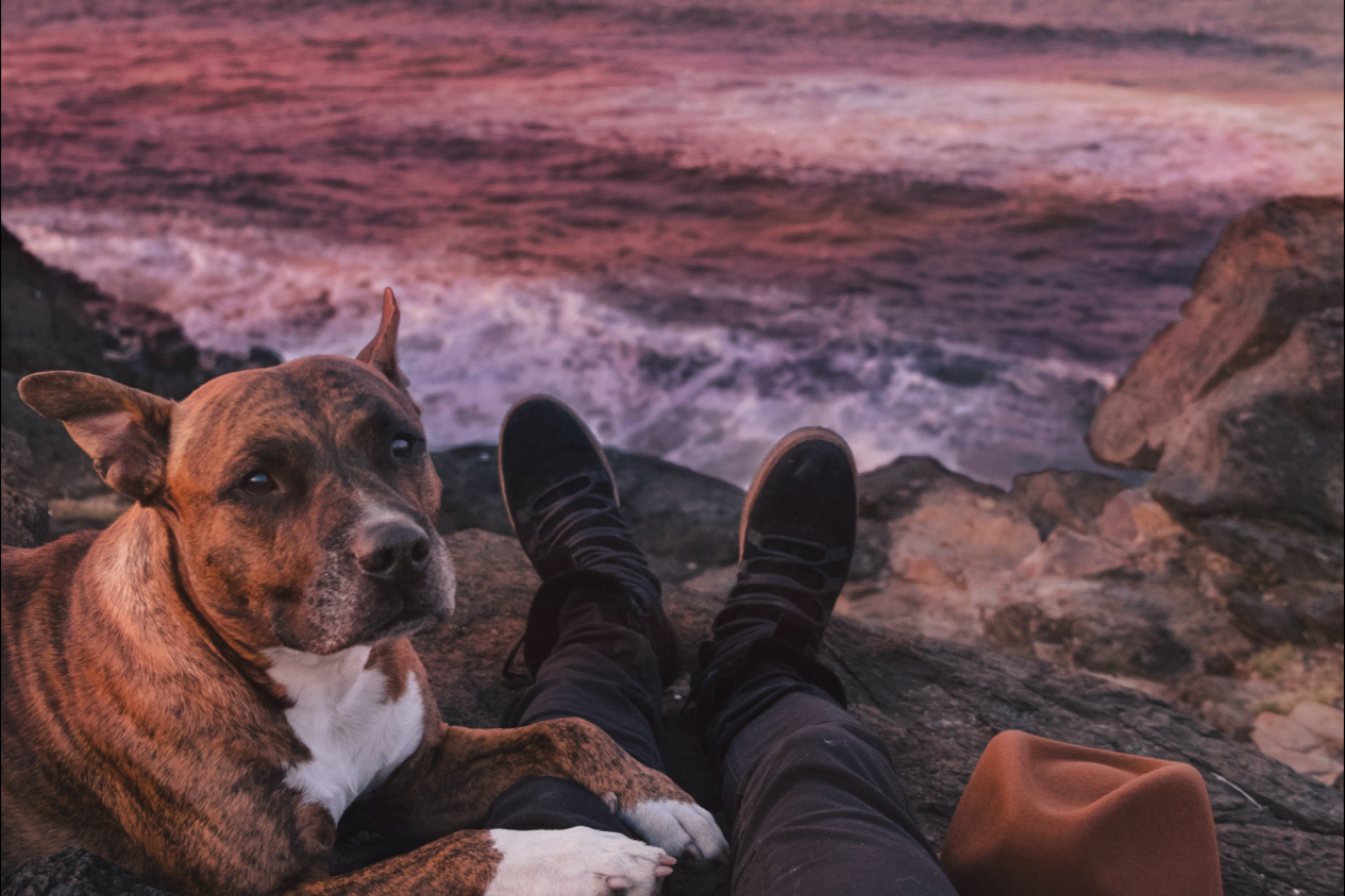 5 Ways You (and Your Pup!) Can Invest In Our Planet