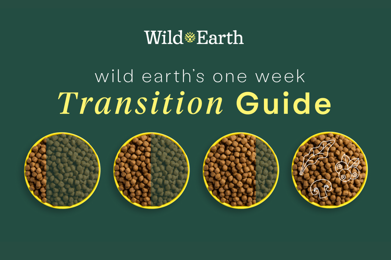 How (and Why) to Transition your Dog to a New Food