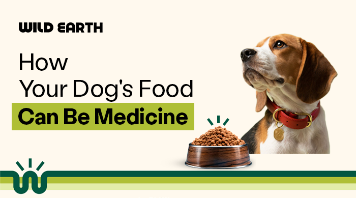 Dog with food bowl illustrating how dog food can support health and act as medicine 