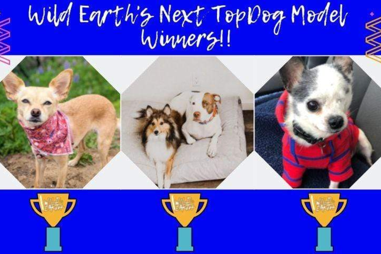 Lights, Camera, Action - Meet Wild Earth's Next Top Dog Model Contest Winners!