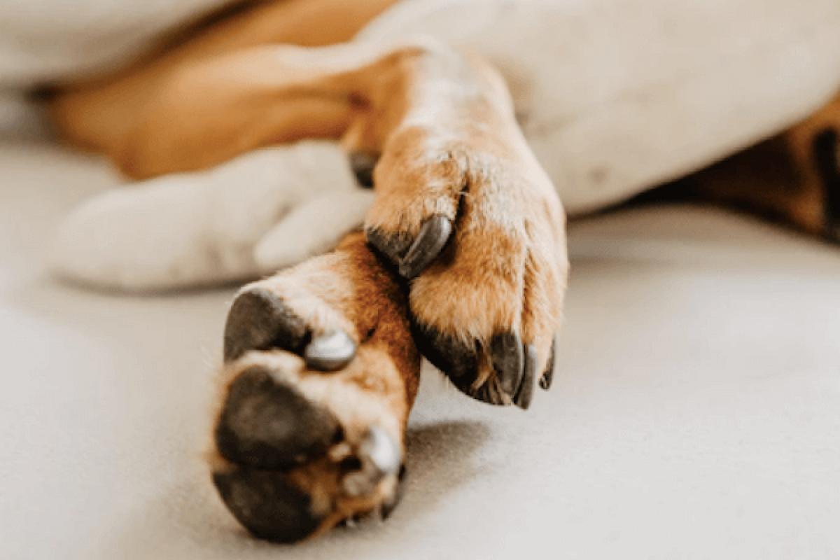 How to Trim Dog Nails With Confidence