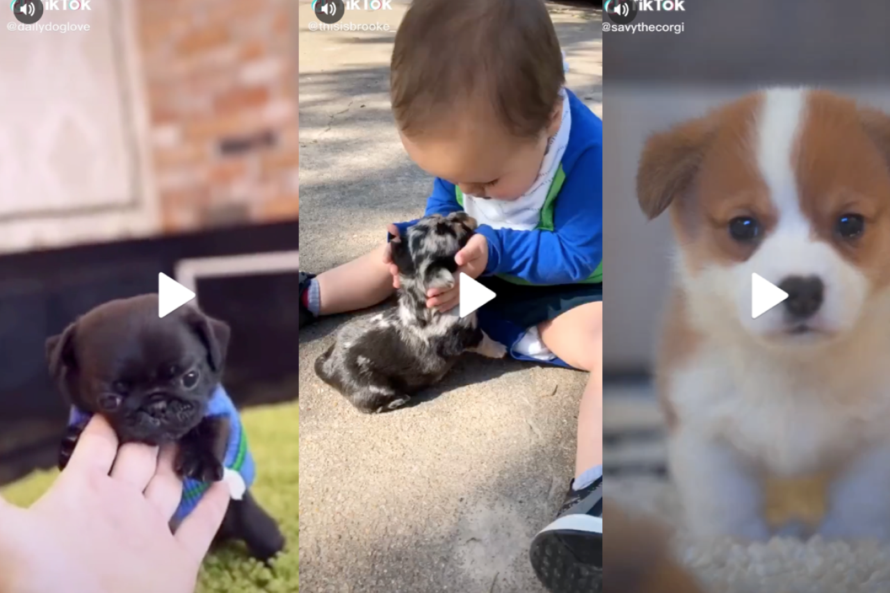 20 Best Dog Videos of the Week from TikTok