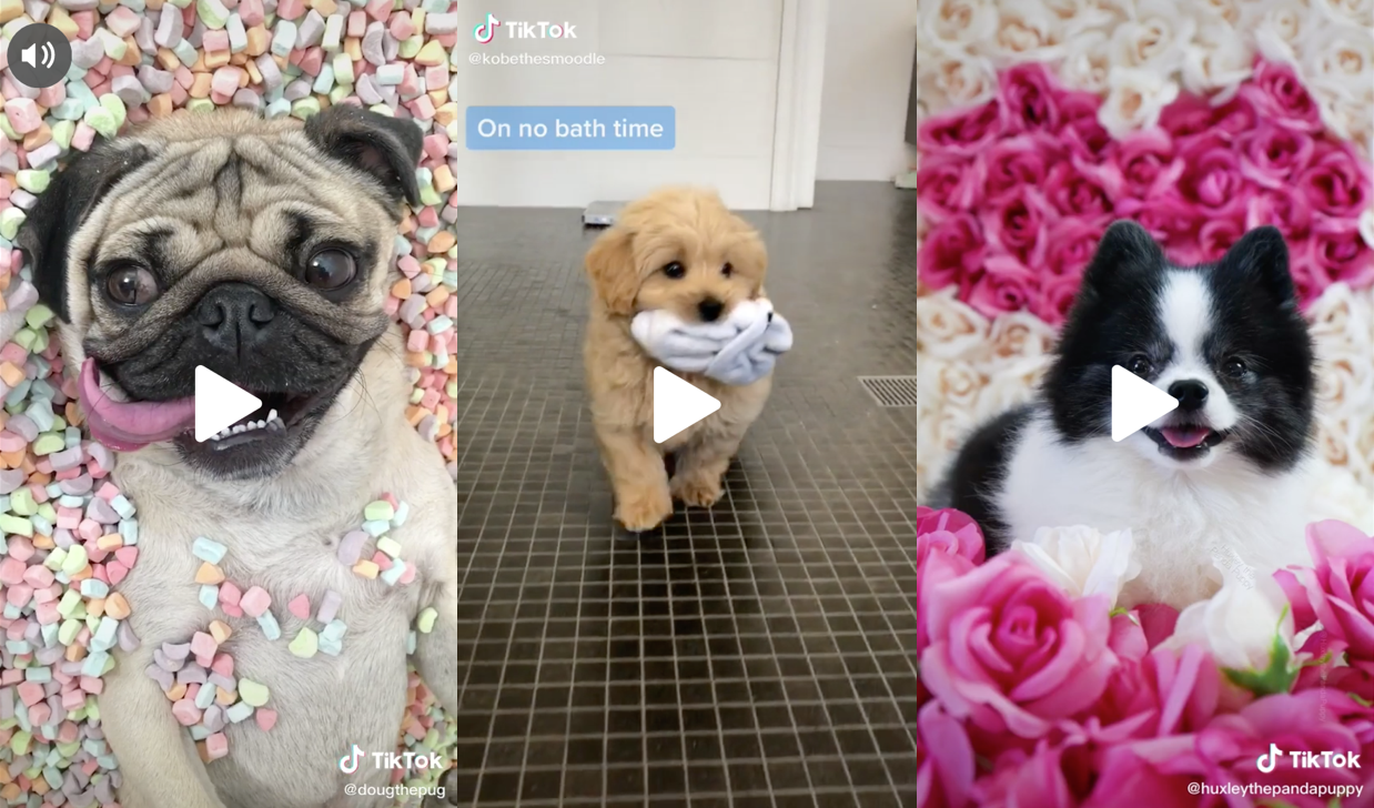 15 Amusing Videos of Dogs to Keep You Entertained