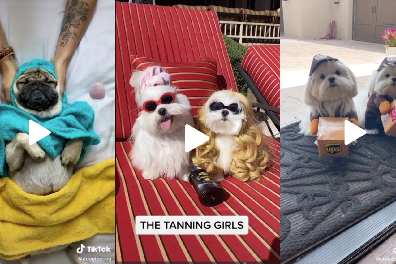 14 Dog Videos You Must See This Week