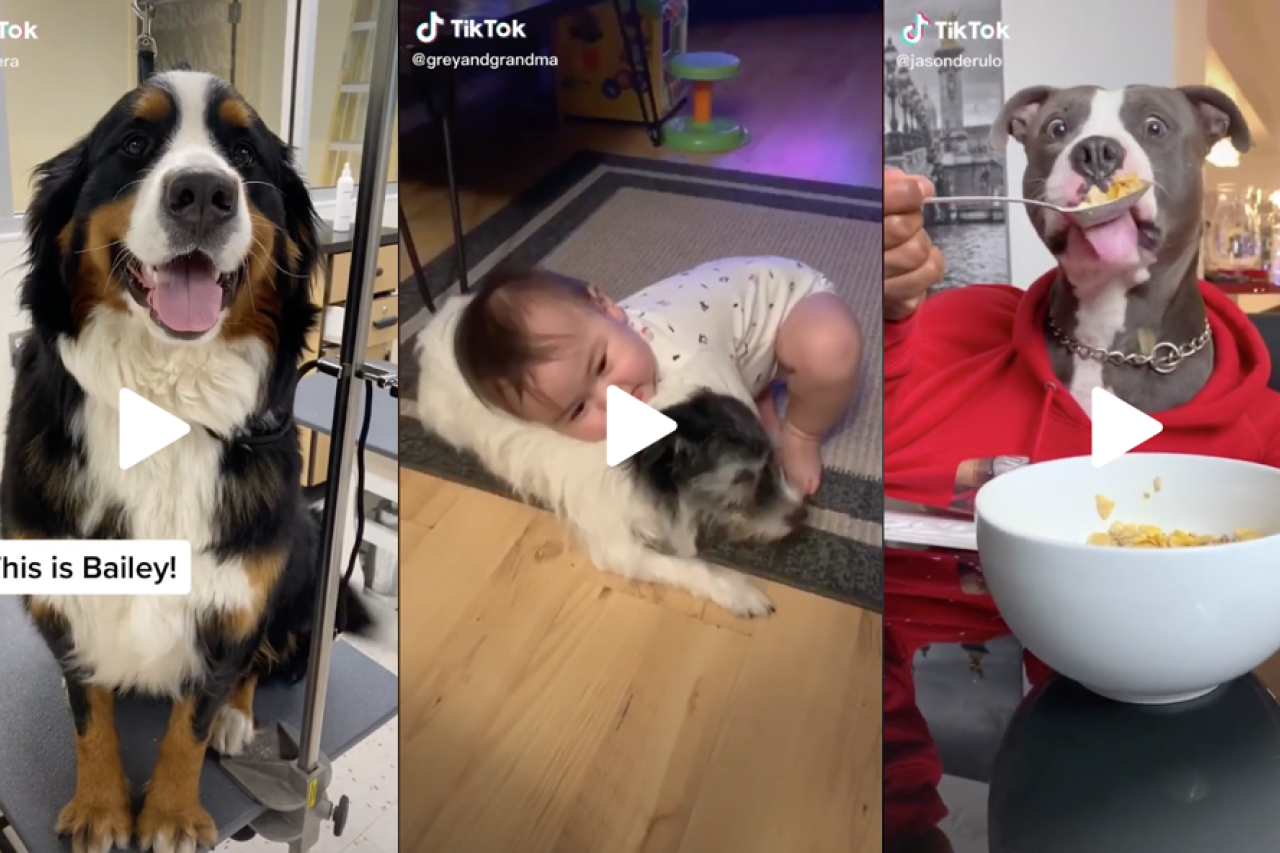 11 Best Dog Videos of the Week