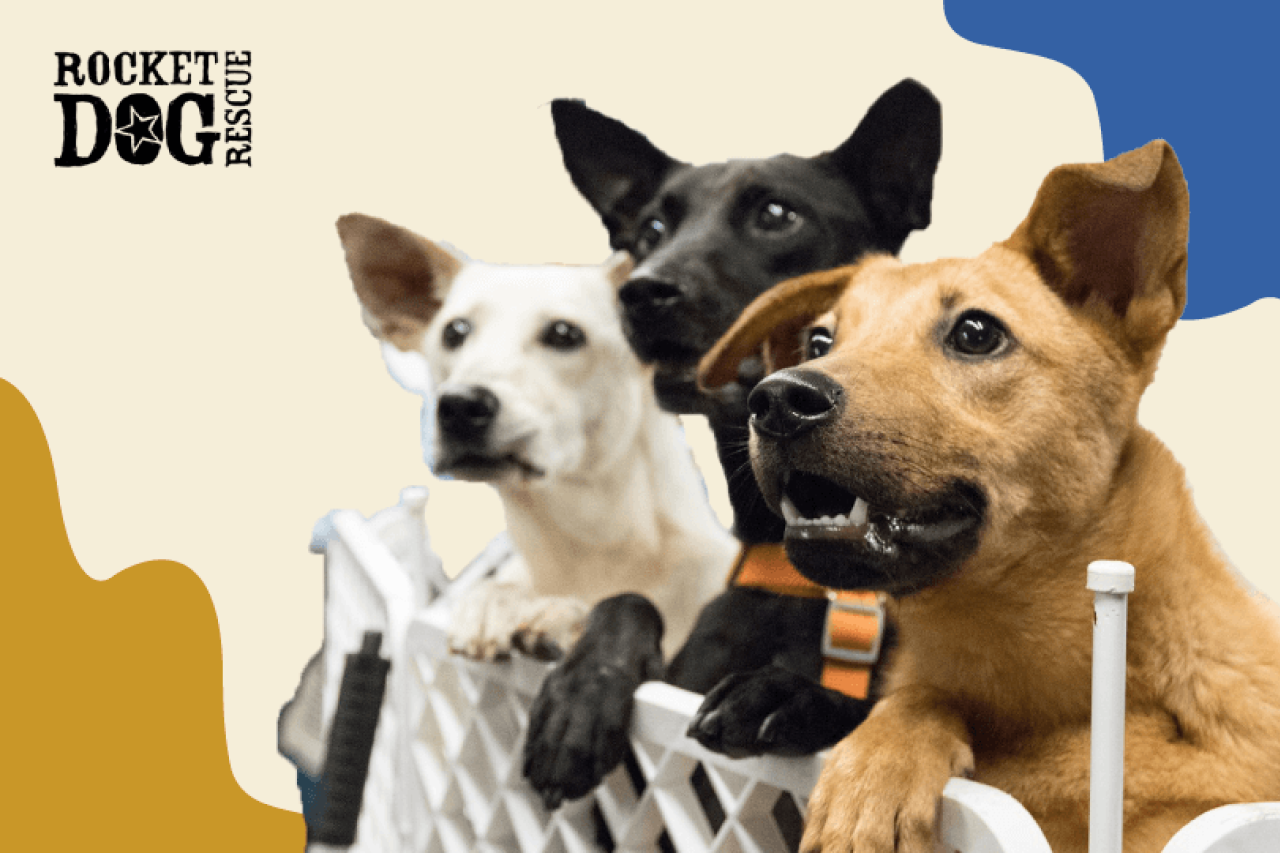 Rocket Dog Rescue Presents: Virtual Dog Adoption! Saturday, March 28th @ 12 pm PST