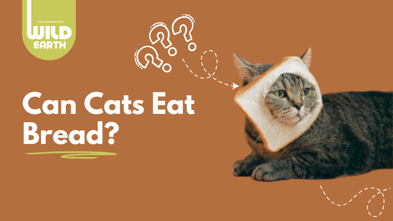 A gray tabby cat with a slice of bread around its head on a brown background. The text next to the cat says "Can Cats Eat Bread?" 