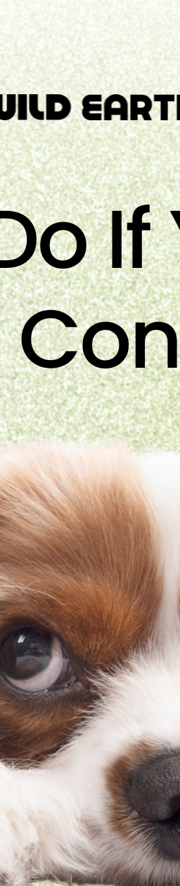 small dog with droopy eyes lies on its paws and the text above reads "What to Do If Your Dog Sounds Congested."