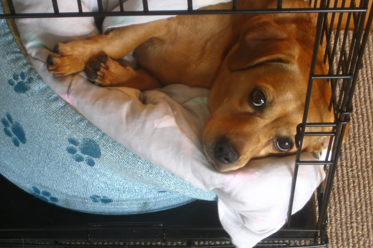 What Size Dog Crate Do I Need? How to Find the Ideal Crate for Your Dog