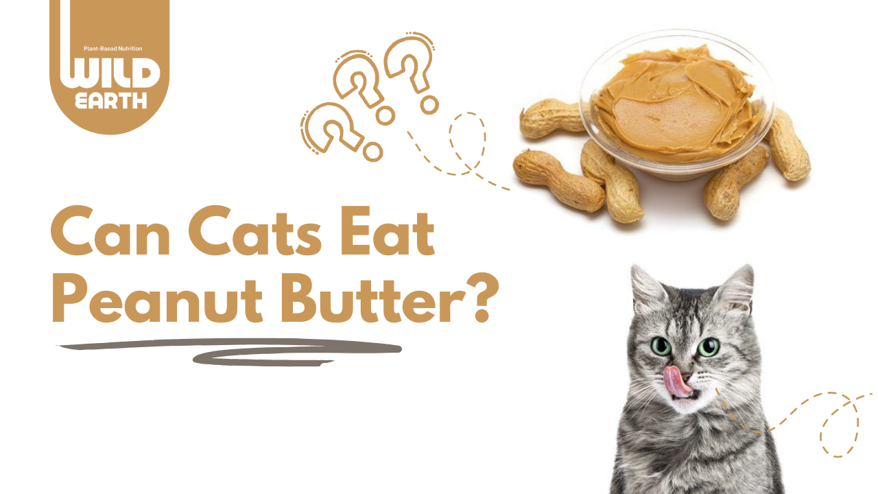 Cat licking its lips beside a text " Can Cats Eat Peanut Butter?" with a bowl of peanut butter and peanuts placed at the top right side of the image.