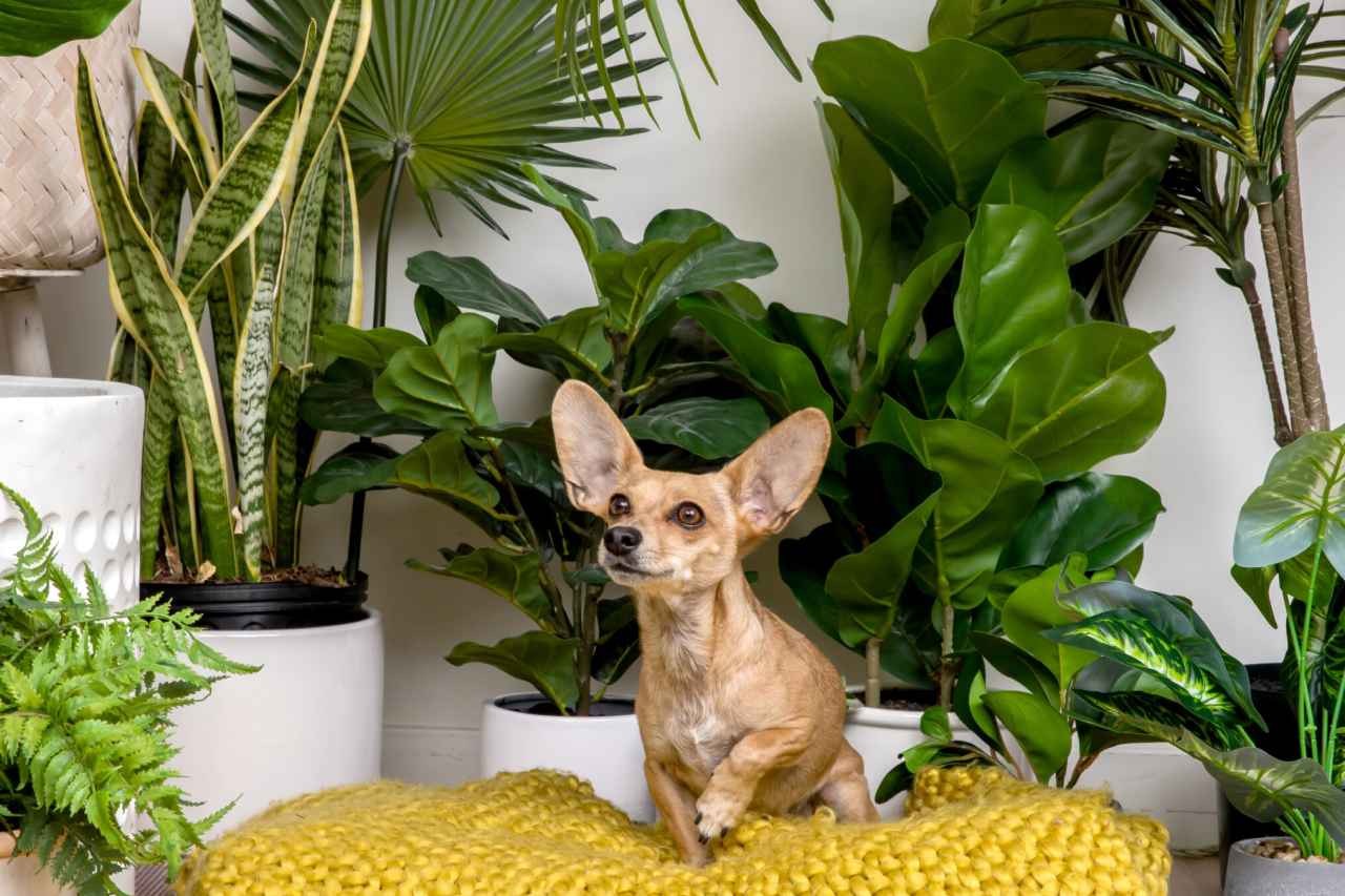 Plant-based decor: Pet-friendly Plants to Brighten Your Home