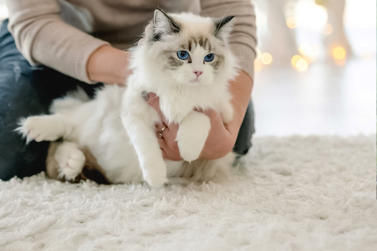 A person holding a gray and white ragdoll cat with blue eyes. 
