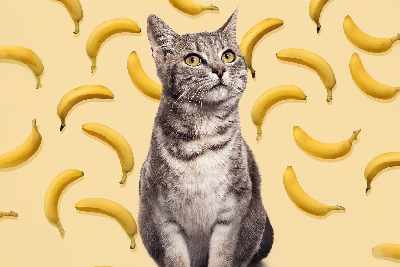 A gray cat with bananas floating in the background.