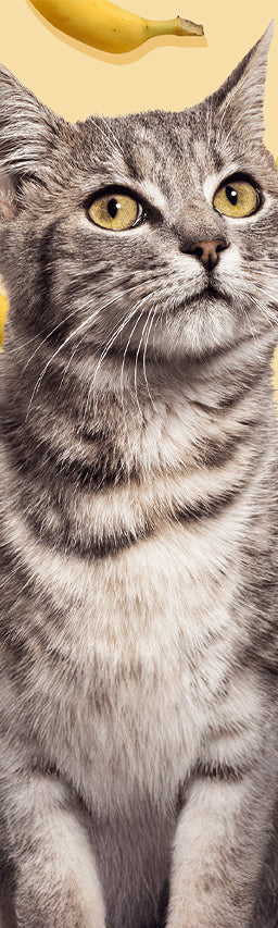 A gray cat with bananas floating in the background.