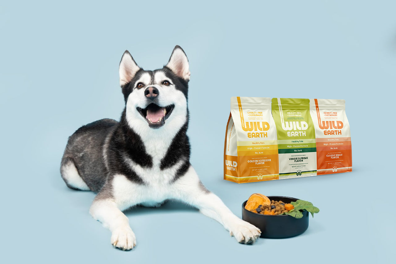 A husky sitting in front of a bowl of pet food with Wild Earth pet food packages in the background