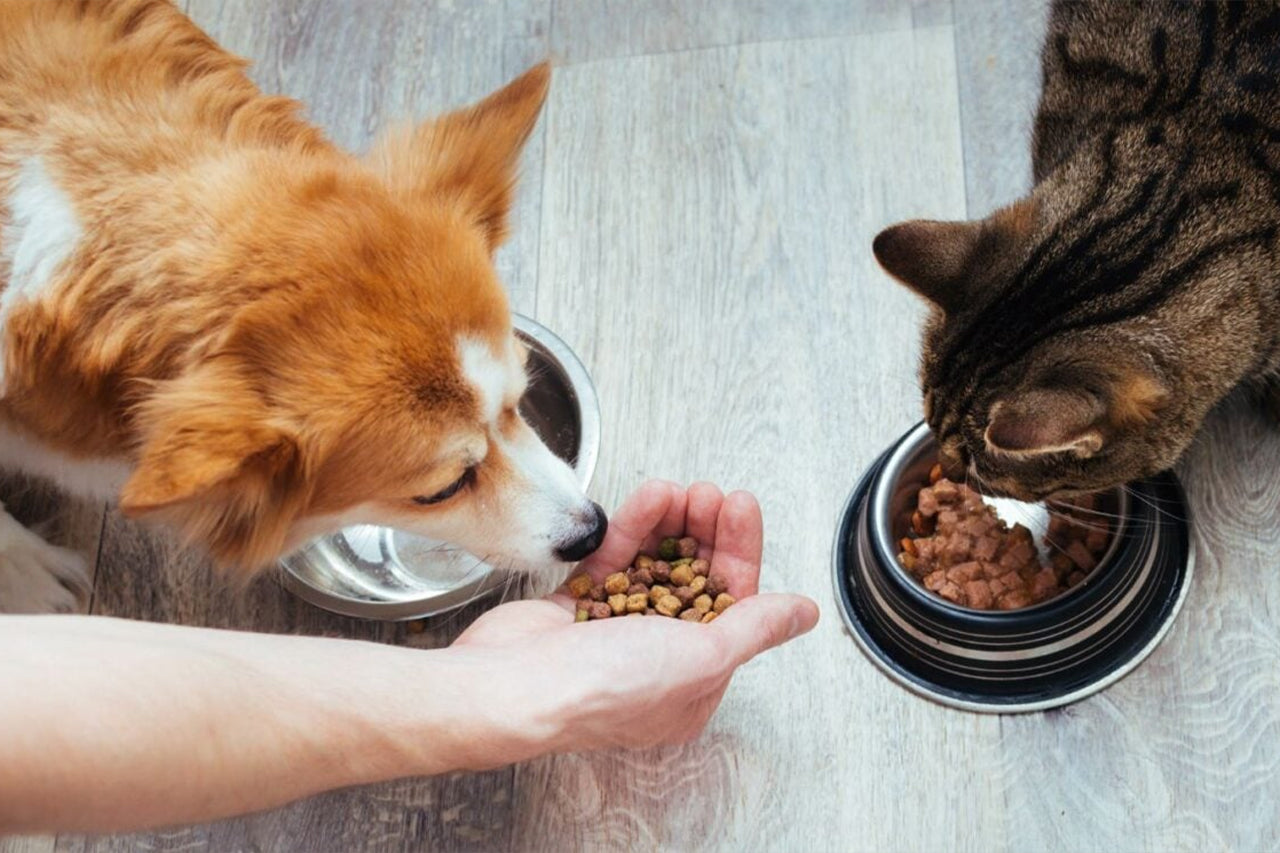 A dog and a cat sitting in front of separate bowls on a wooden floor. The dog sniffs a hand offering kibble, while the cat focuses on its food in the bowl.