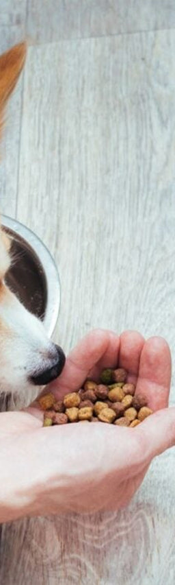 A dog and a cat sitting in front of separate bowls on a wooden floor. The dog sniffs a hand offering kibble, while the cat focuses on its food in the bowl.