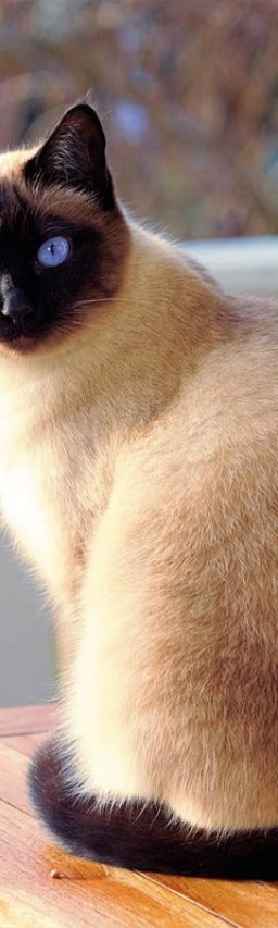 Siamese cat sitting on a wooden table