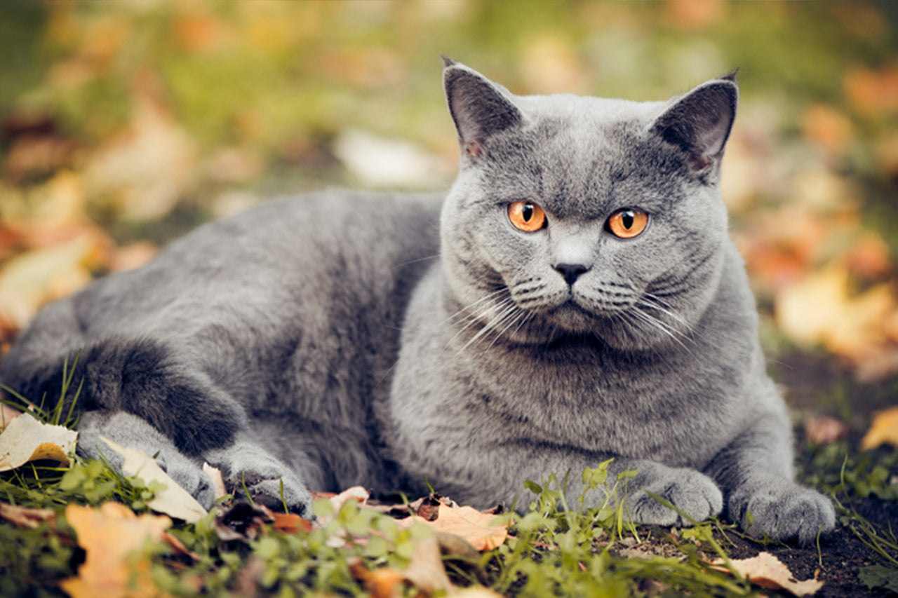 British short hair cat sitting on leaves