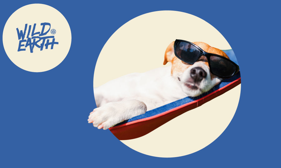 The Vet's Corner: Summer Safety Tips for your Pet