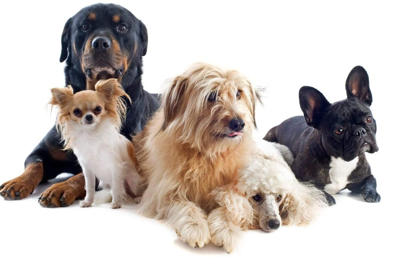 Hey CRAVE… Vegan Dogs ARE a thing.