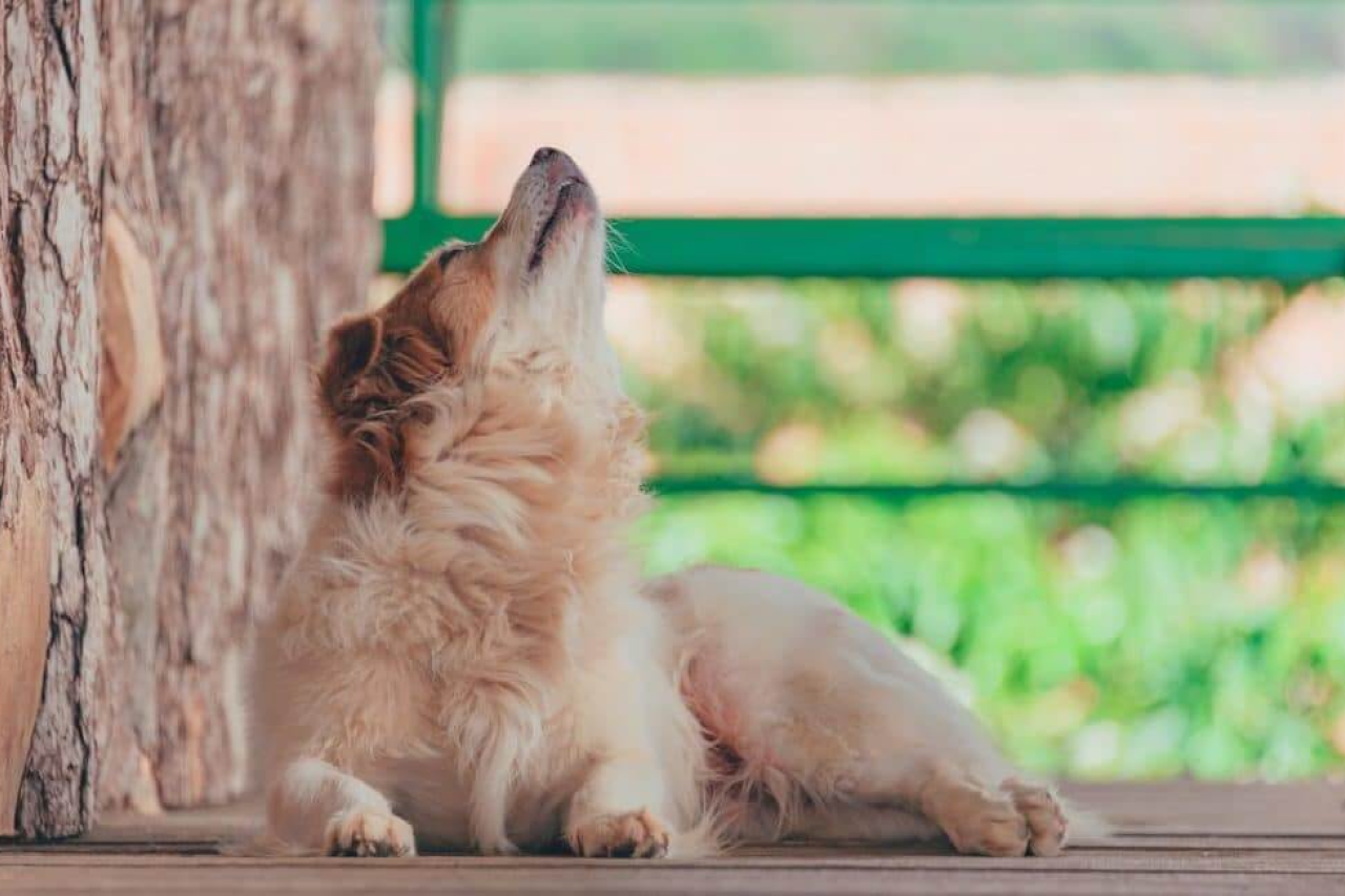 Why Do Dogs Howl? How to Interpret This Common Canine Behavior