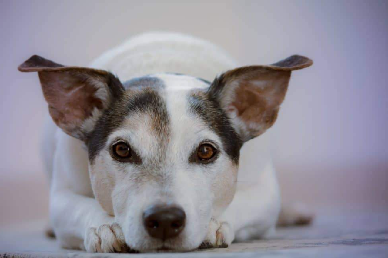 How to Clean a Dog's Ears Without a Lot of Fuss