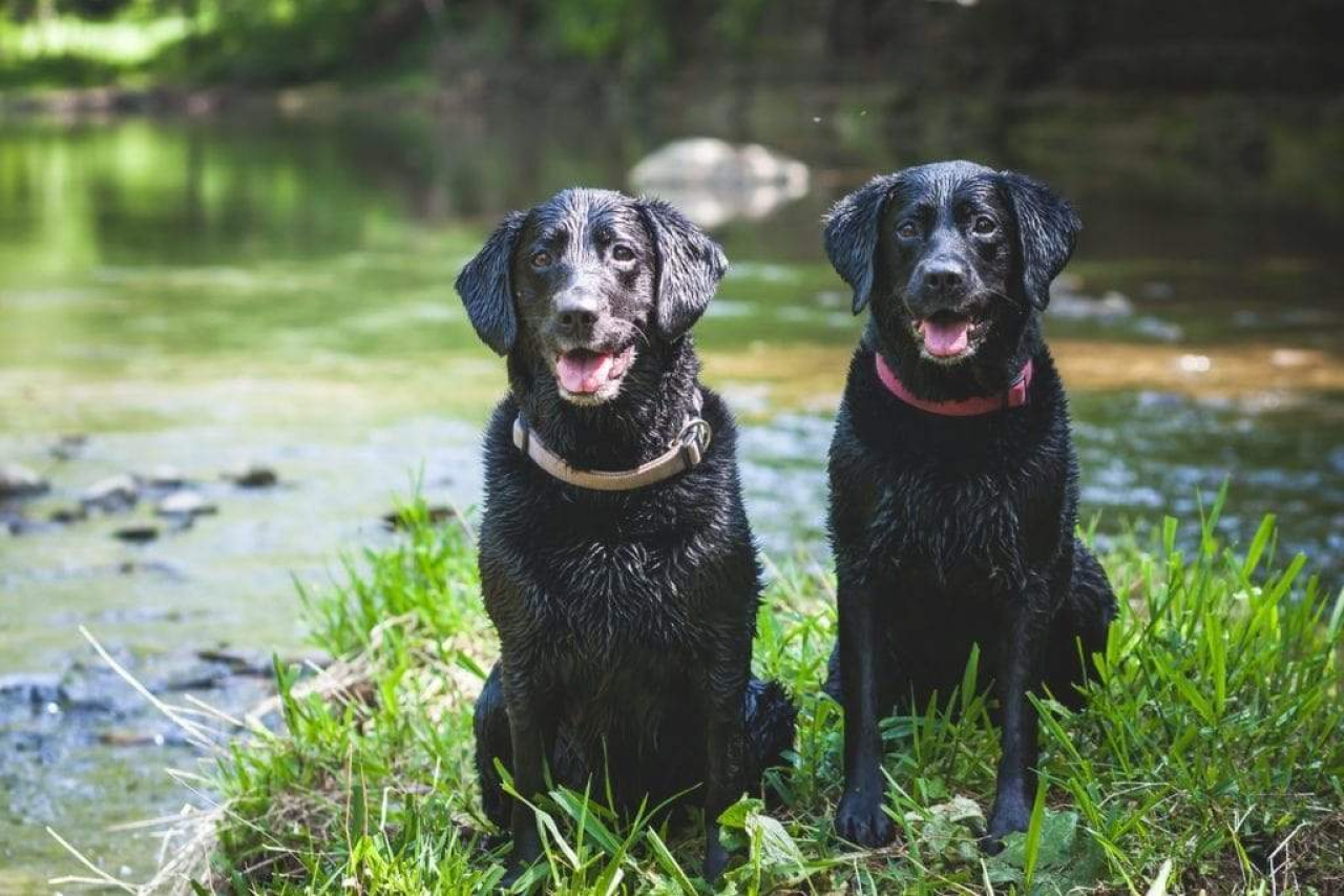 Do Dogs Sweat? How Your Canine Friend Cools Off